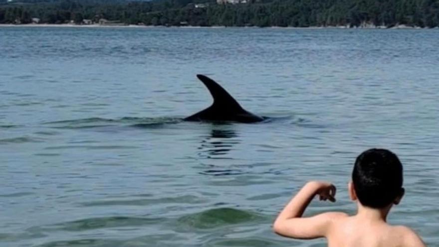 El delfín Manoliño ‘contraataca’ en la costa gallega y los expertos recomiendan salir del agua cuando se acerque