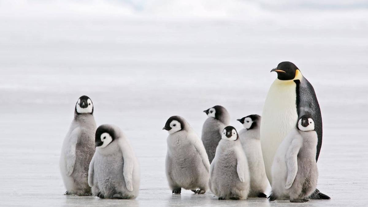 Pingüinos por el mundo