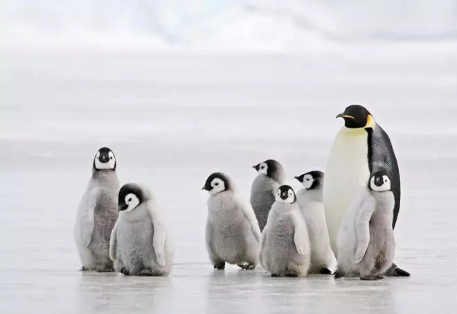 Pingüinos por el mundo