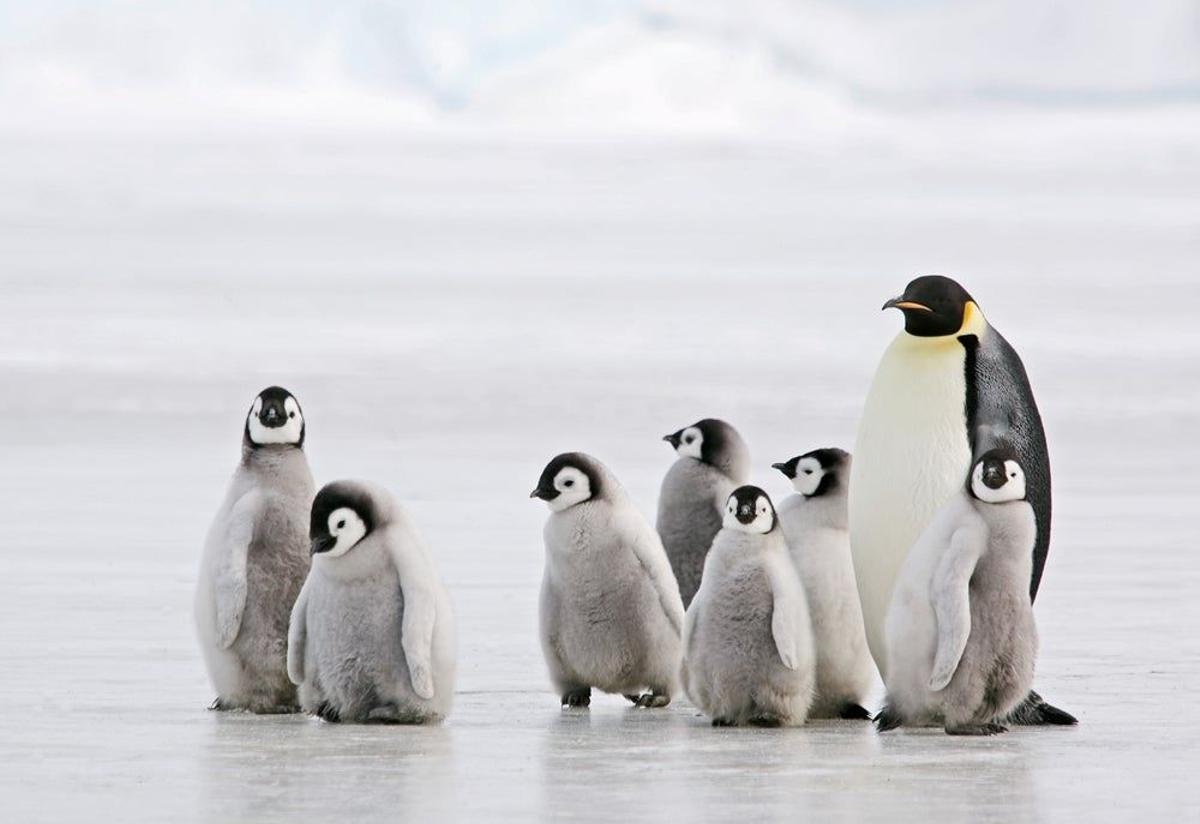 Pingüino emperador, en la Antártida