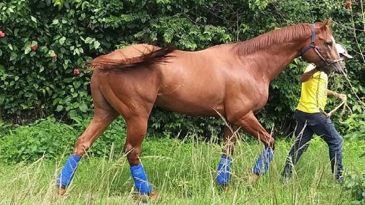 El purasangre Ocean Bay en su hogar venezolano del Haras Alegria.