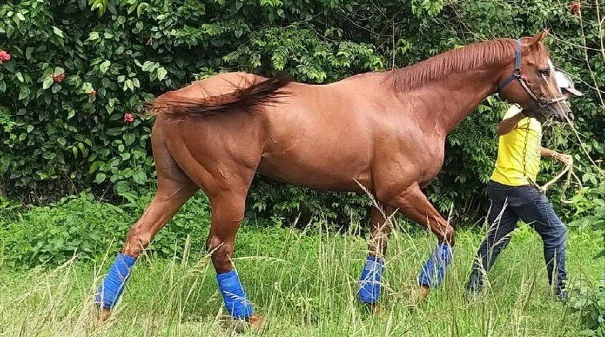 rozas53697676 el purasangre ocean bay en su hogar venezolano del haras ale200608233100