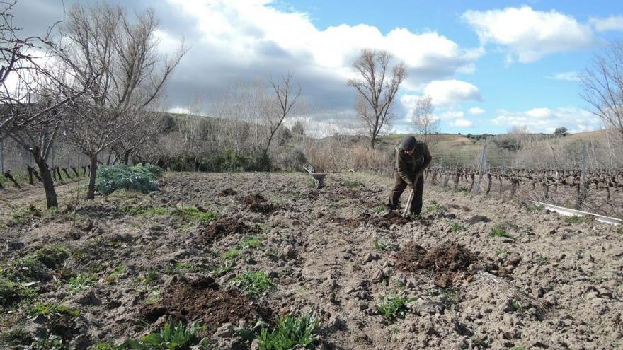 El acceso al subsidio agrario pasa de 35 a 20 peonadas