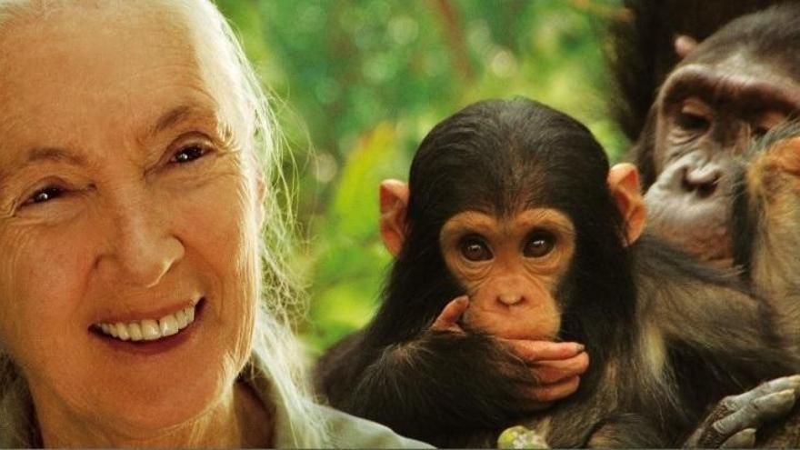 Jane Goodall