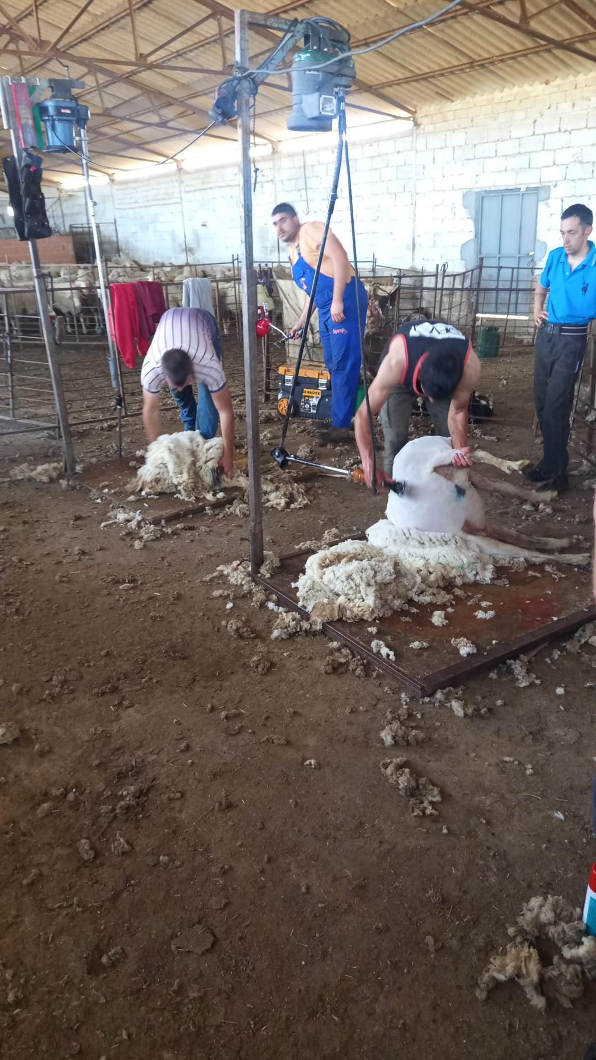 Un grupo de esquiladores trabajan con varias ovejas.