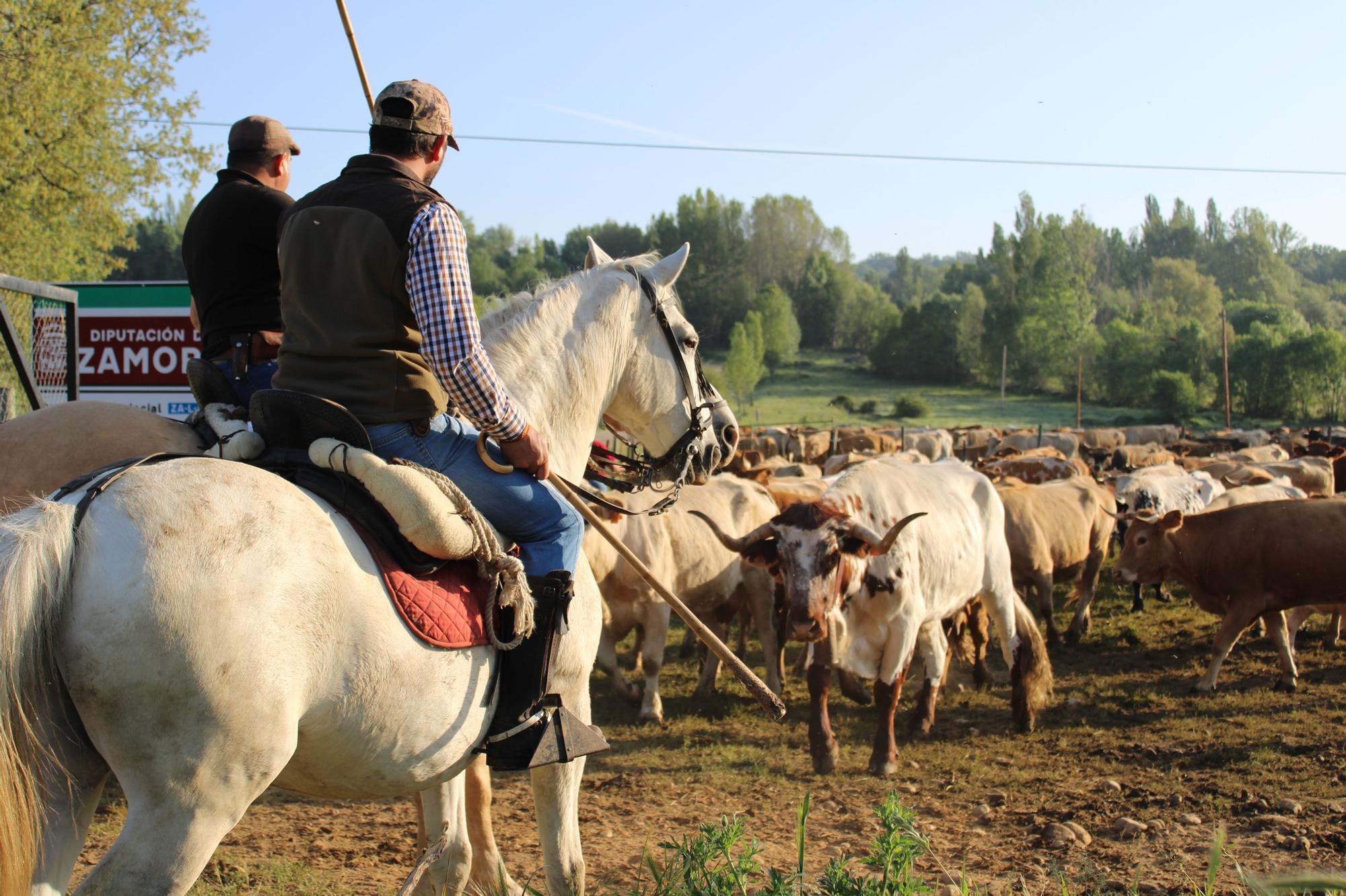 GALERÍA | Las vacas trashumantes mantienen vivo el Cordel Sanabrés