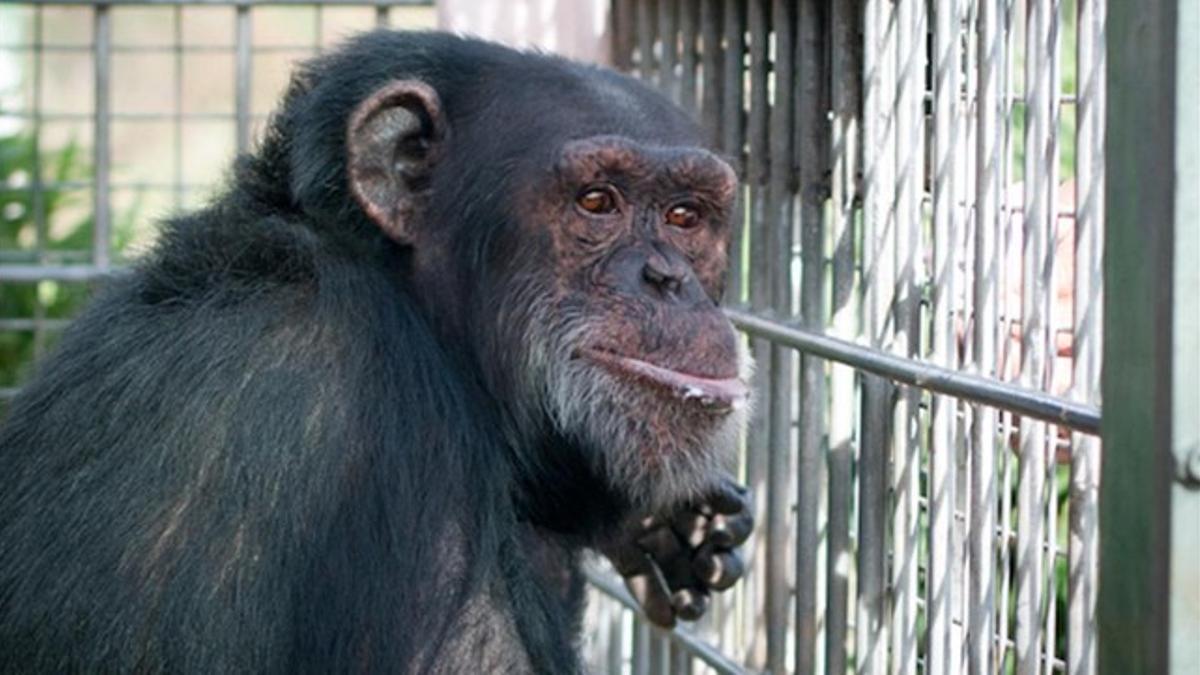 La chimpancé Cheeta, en las instalaciones de la fundació Mona.