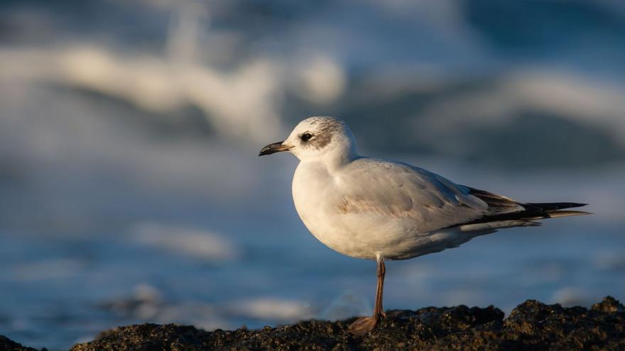 Ejemplar joven de gaviotacabecinegra fotografiado  enla bahía de Portmany.