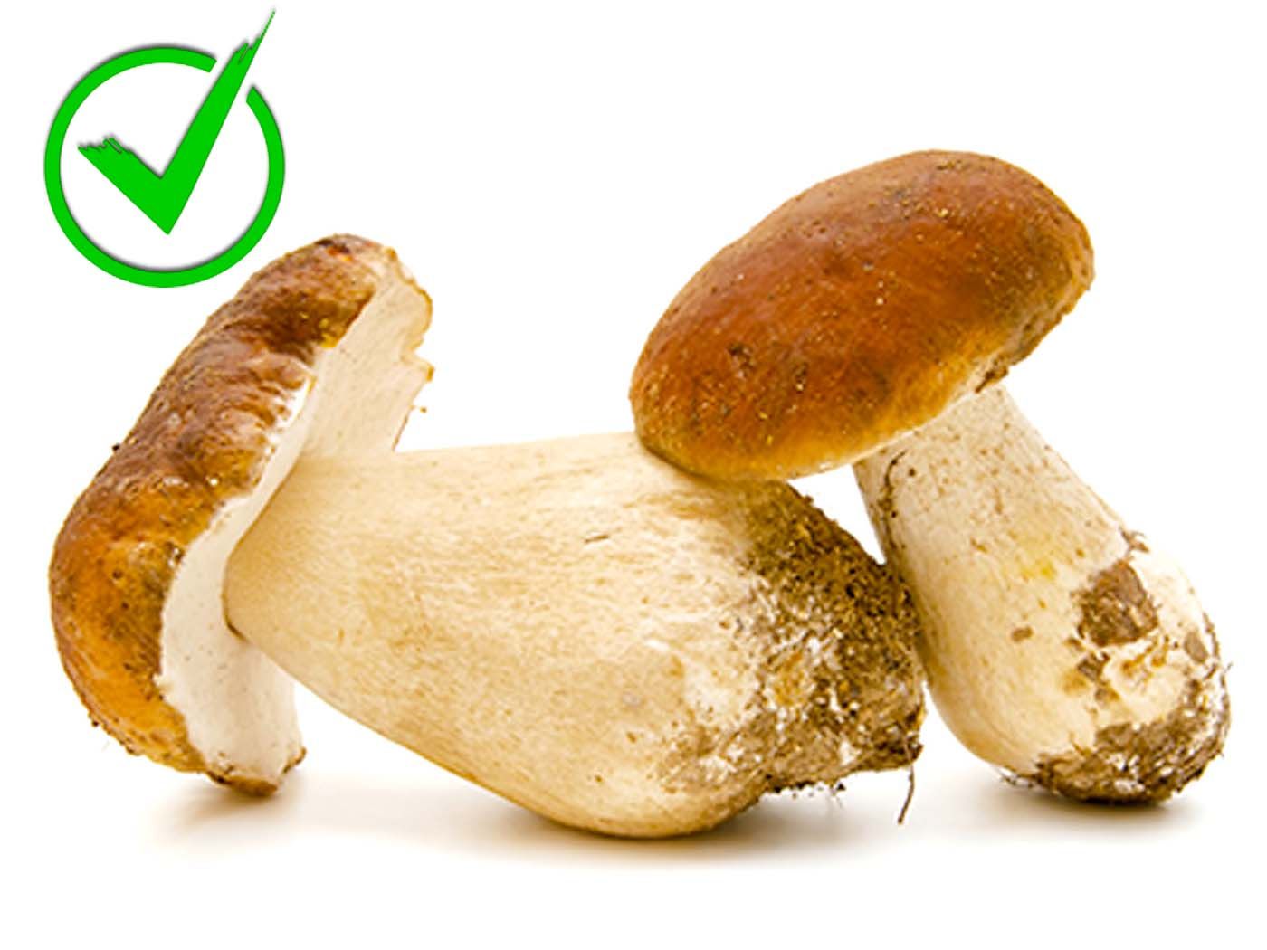 01-Boletus edulis.jpg