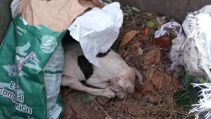 Imputados por la muerte de 3 perros tras abandonarlos en un contenedor