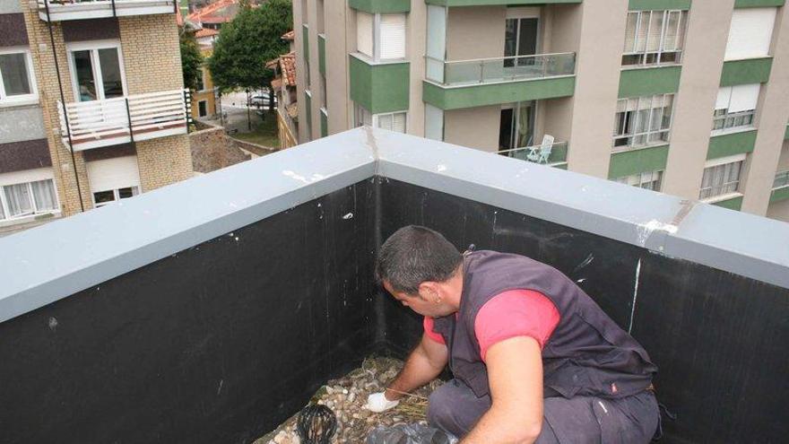 Comienza la retirada de nidos para controlar las gaviotas