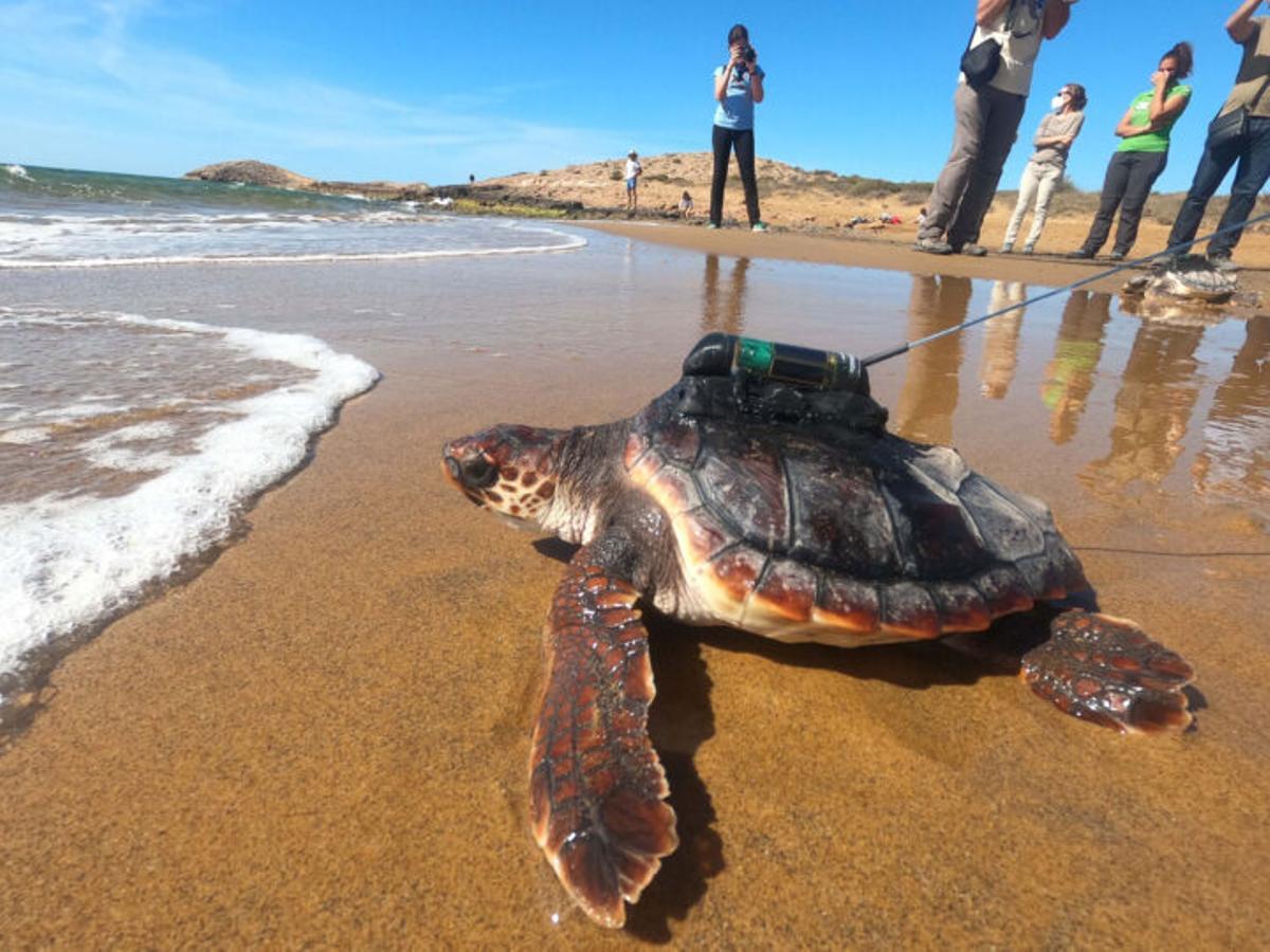 La proeza de la pequeña tortuga ‘Argonauta’ desde Murcia hasta Grecia