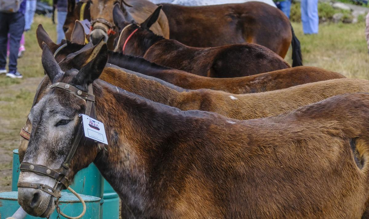Feria de burros de La Culata de Tejeda 2025