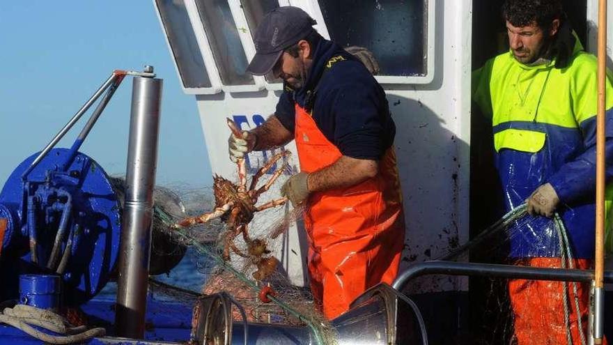 Un marinero arousano extrae un centollo de las redes conocidas como miños. // Iñaki Abella