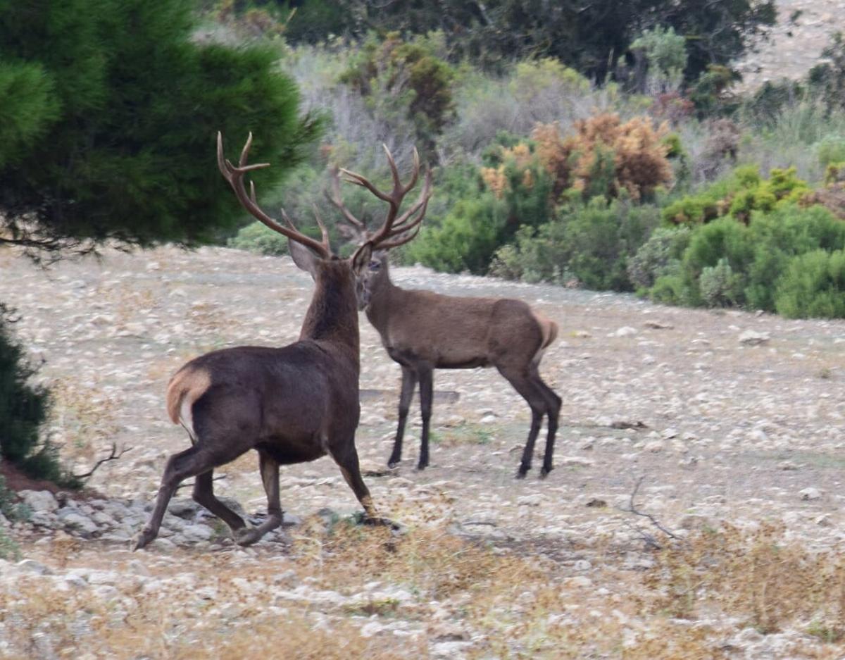 Dos ciervos luchando en época de berrea en La Carrasqueta, en imagen de archivo.