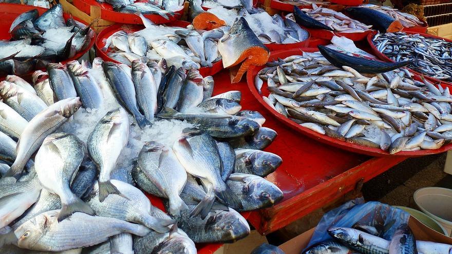 ¿Qué pasa en tu cuerpo si comes todos los días pescado azul?