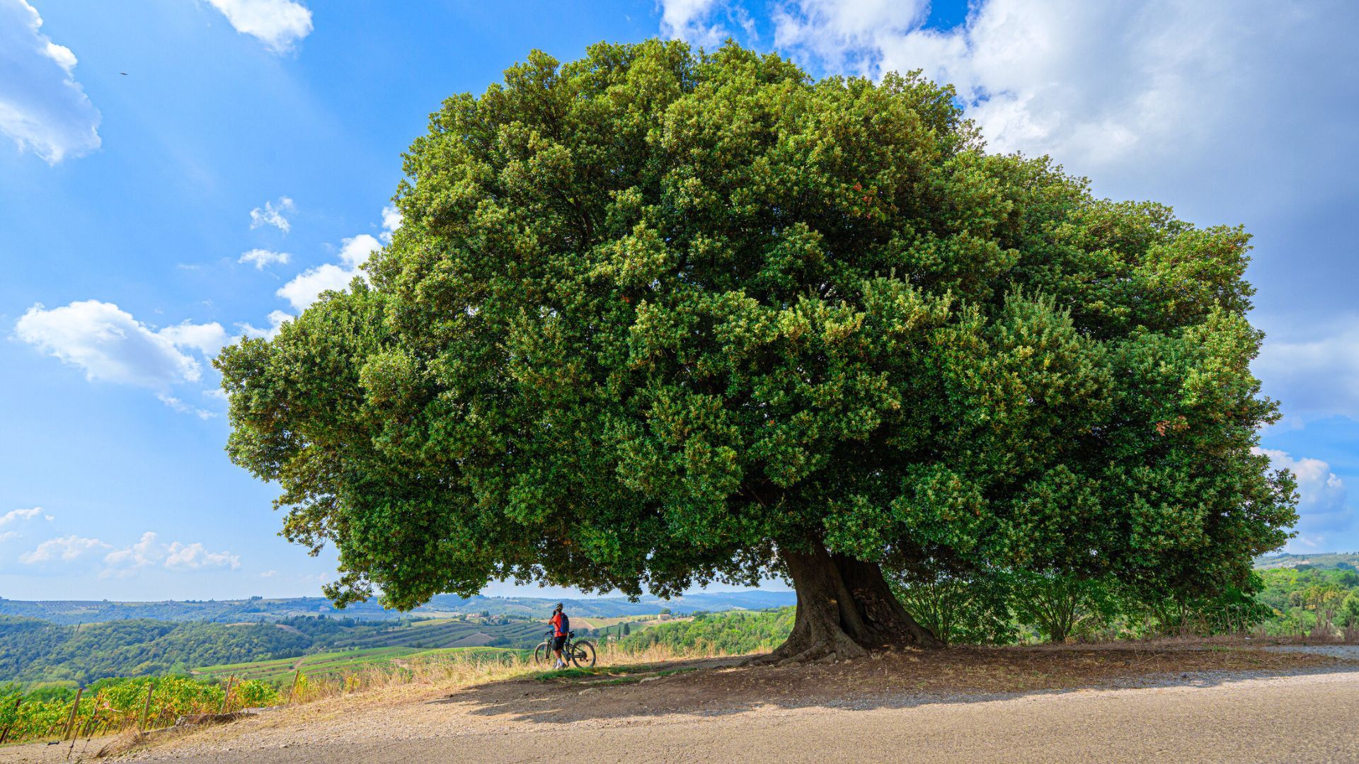 Uno de los pueblos más bonitos de España junto a la encina más longeva del mundo
