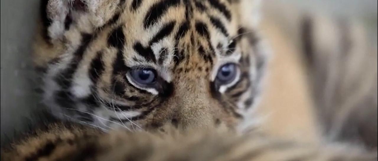 Dos cachorros de tigre de Sumatra llegan al Zoo de Amiens en Francia