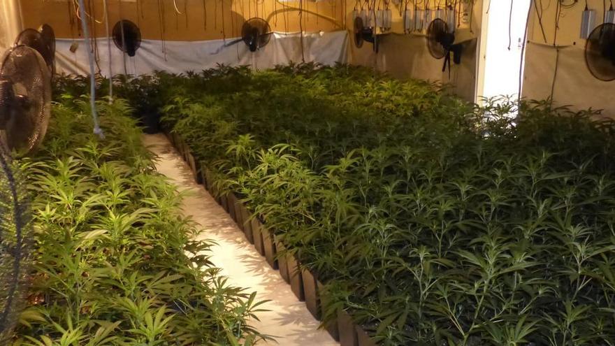 La plantació de marihuana descoberta a Artés