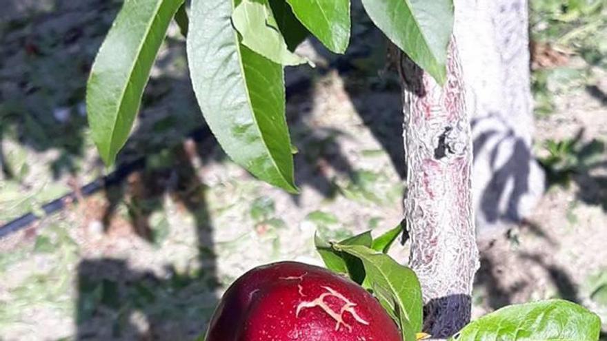 Detalle del estado en el que quedó la fruta.