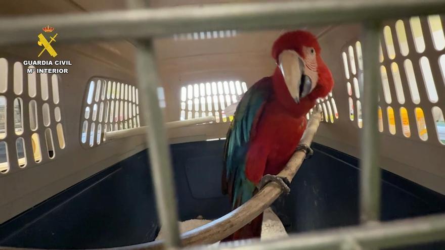 La Guardia Civil captura un guacamayo rojo y lo entrega al Zoo de Córdoba