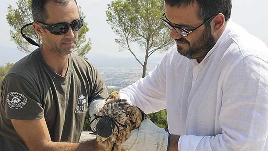 El conseller Vidal liberando un milano hallado en junio en Génova.