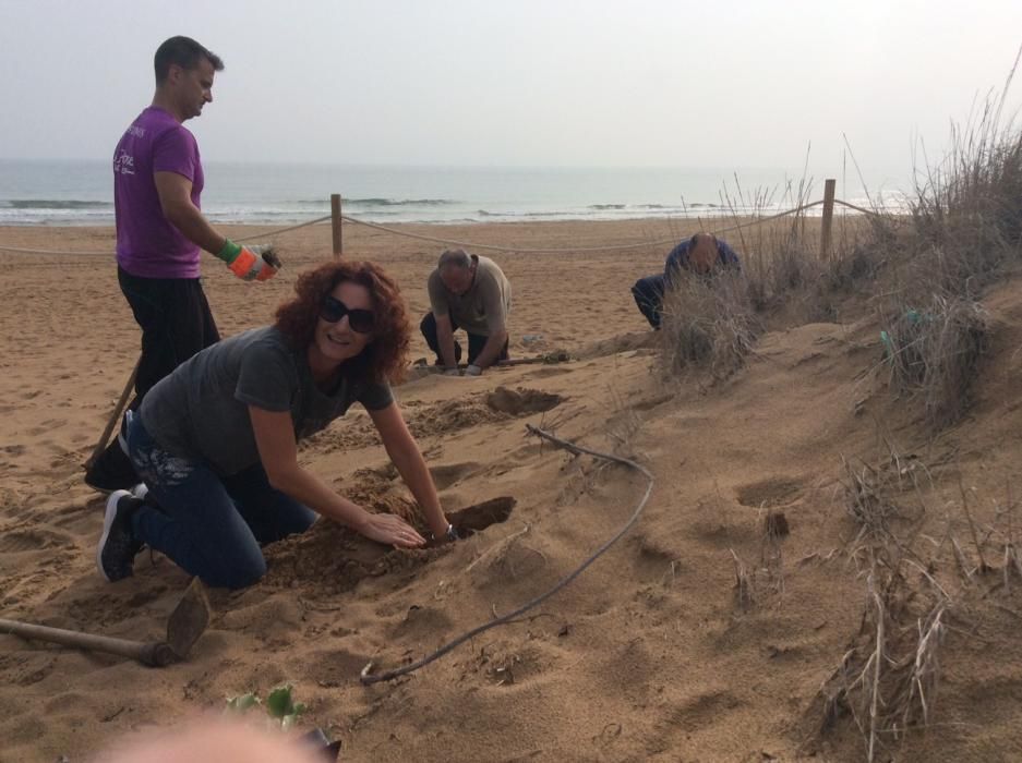 Reintroducción especies autóctonas en las dunas de