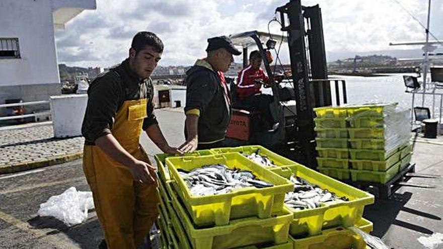 Varios pescadores descargan sardina en un puerto gallego.