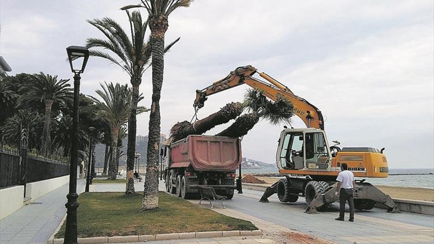 Benicàssim suma otros cuatro oasis de palmeras en las playas