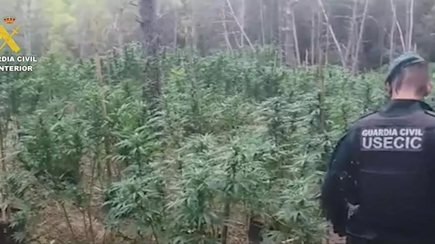 VÍDEO | Detenen un home de 84 anys per un cultiu de més de 1.500 plantes de marihuana en un bosc de Cistella