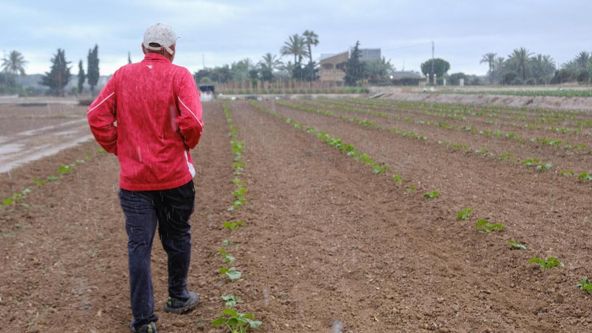 Un agricultor del Camp d'Elx en sus terrenos de cultivo el pasado mayo, el mes más lluvioso del último año.