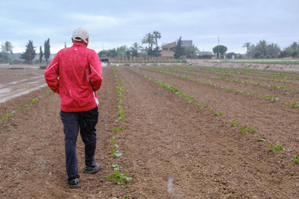 Un agricultor del Camp d'Elx en sus terrenos de cultivo el pasado mayo, el mes más lluvioso del último año.