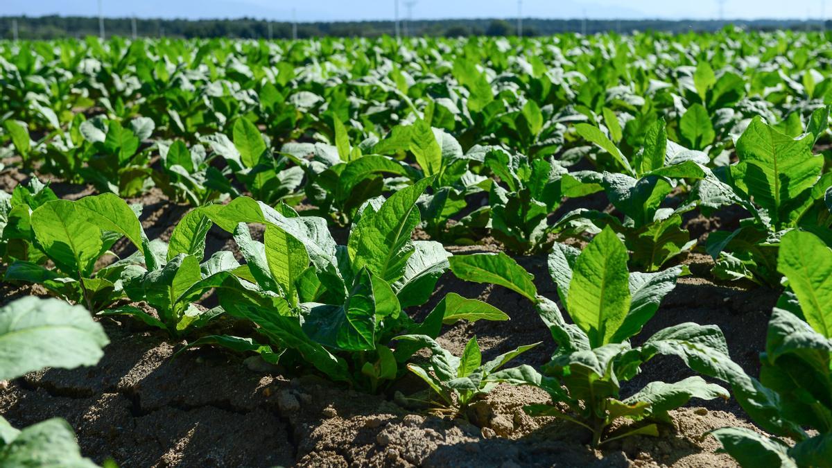 Plantas de tabaco en una explotación del norte de Extremadura.