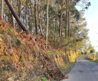 Vecinos llevan dos meses sin alumbrado en Andeiro por ramas que rompieron una línea