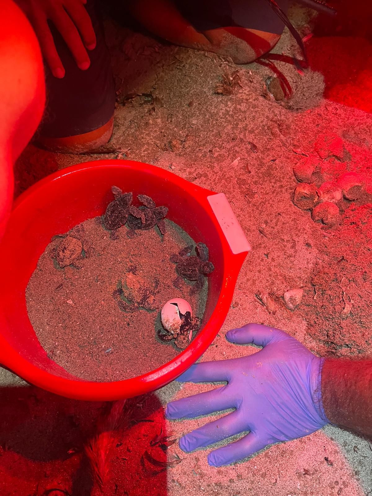 El milagro de la vida en una playa de Dénia: las imágenes del nacimiento de 98 tortugas