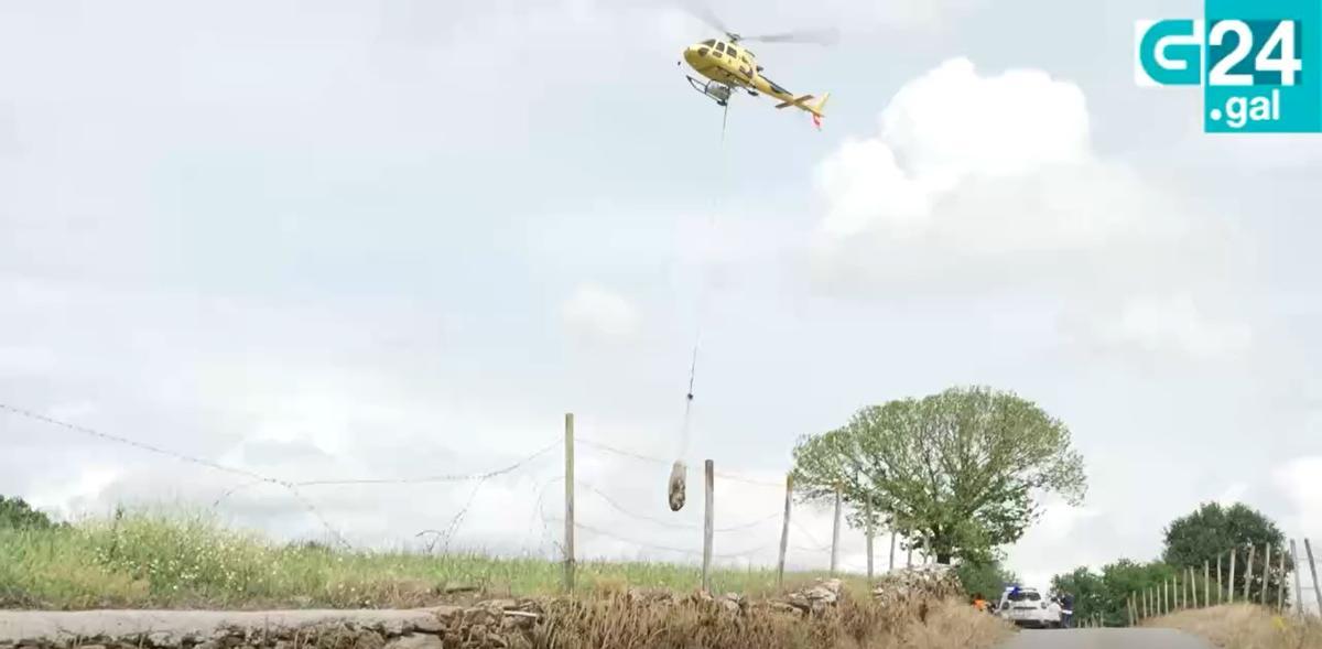 El helicóptero asturiano deposita una de las vacas en el prado.