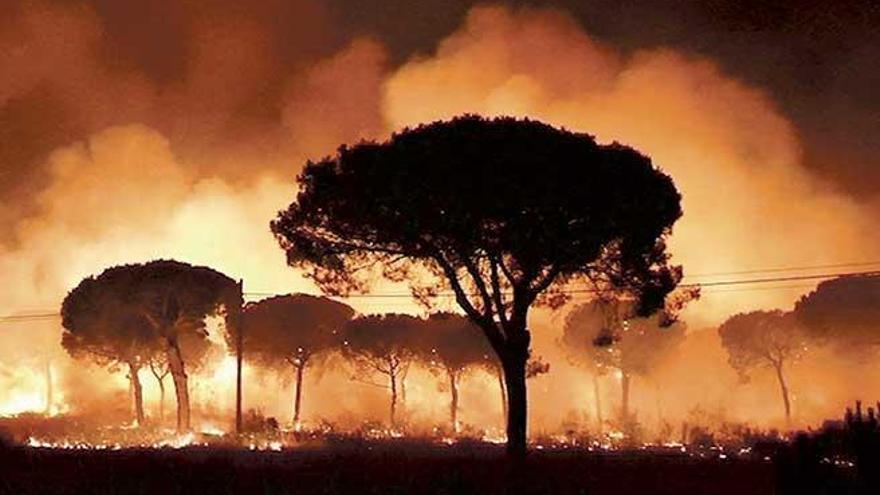La vida se ha visto arrasada por el fuego que ha afectado al Parque Natural de Doñana.