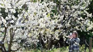 Ya hay fechas para la celebración del Cerezo en Flor
