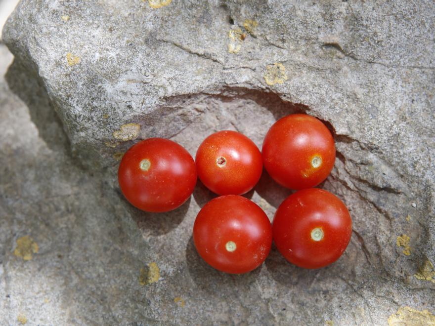 Kirschtomaten bilden im Freiland eine dickere Haut als diejenigen, die im Gewächshaus reifen.