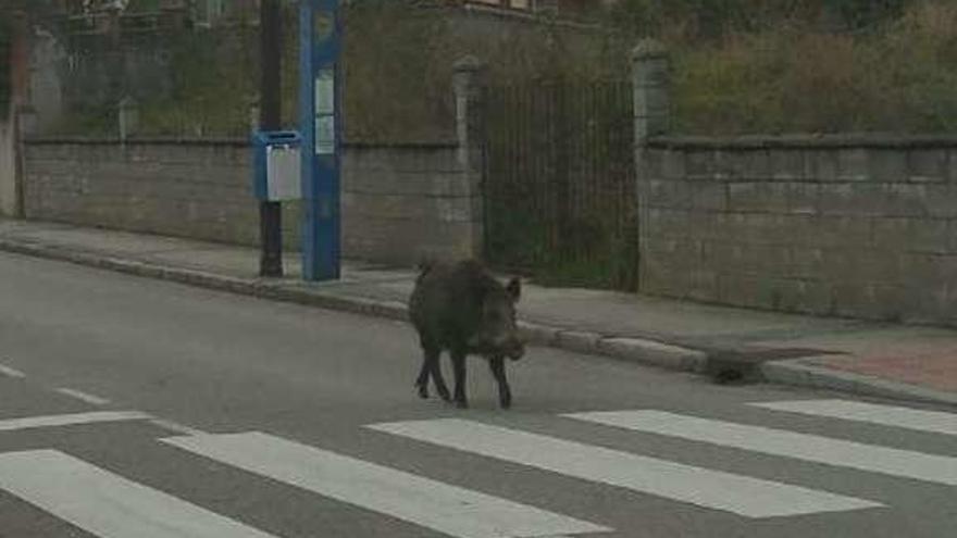 Un jabalí, de paseo por Olivares