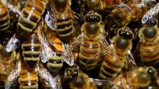 Las abejas viven la mitad que hace 50 años