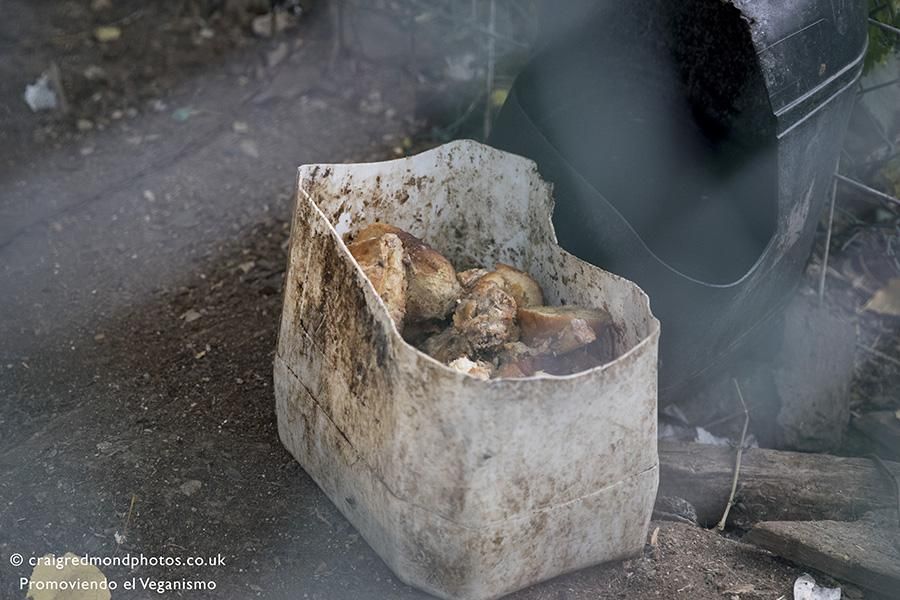 La asociación Promoviendo el Veganismo denuncia casos de maltrato a perros de caza en el Pirineo