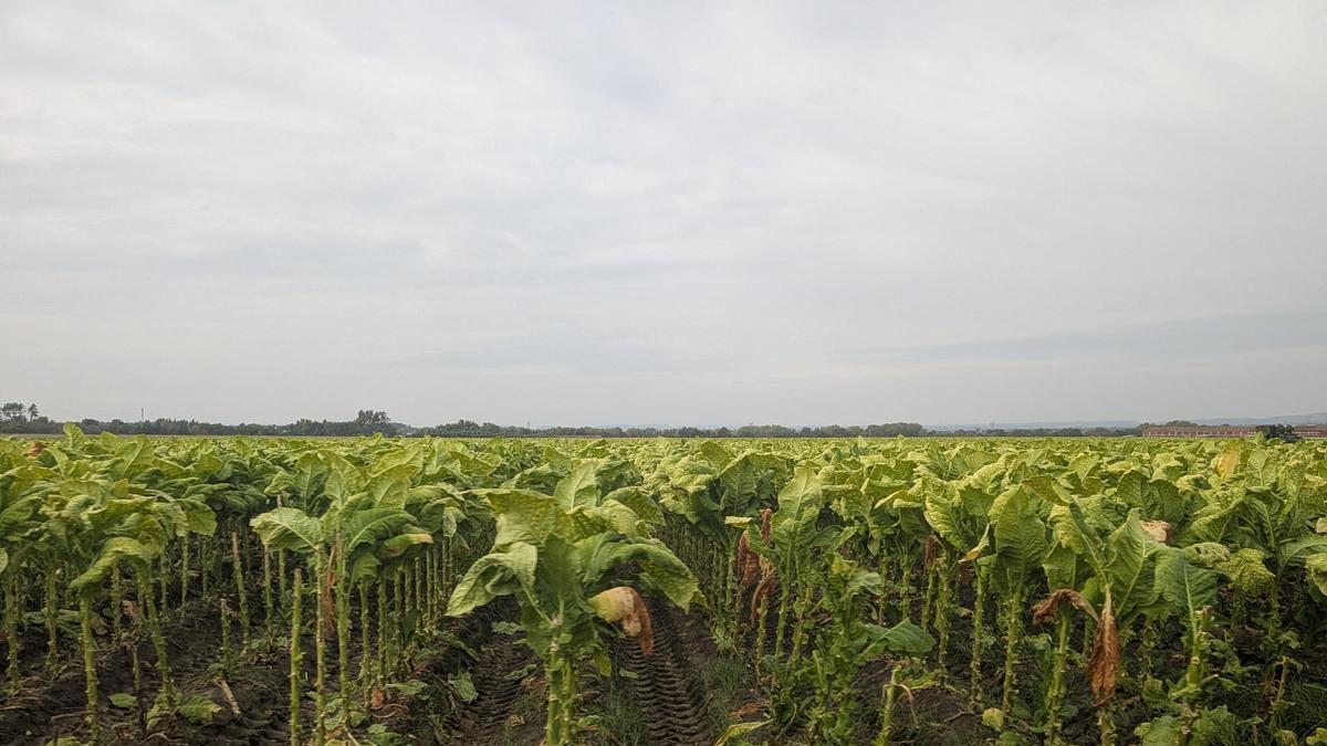 Extremadura, la aldea gala’ del tabaco español