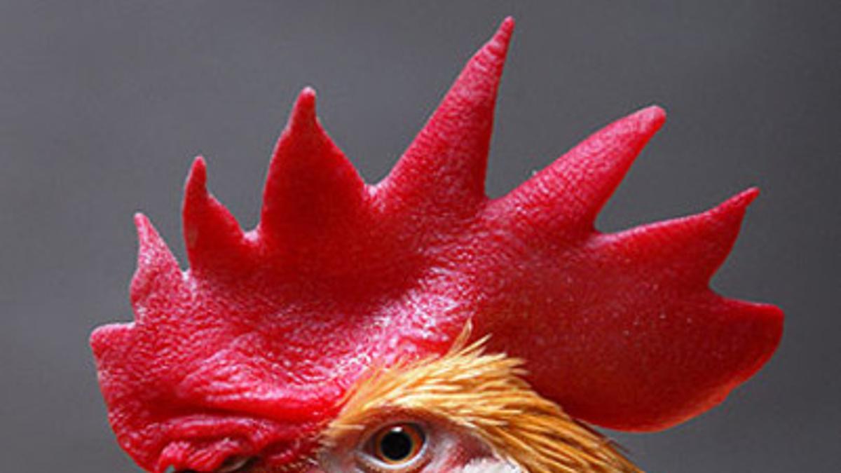 Uno de los pollos transgénicos creados en el experimento del Roslin Institute.