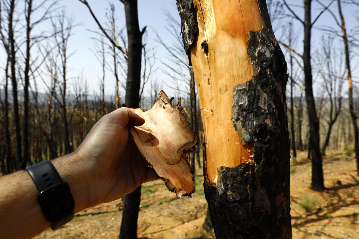 En imágenes | Así está Ateca un año después del incendio forestal que afectó a 14.000 hectáreas En imágenes | Así está Ateca un año después del incendio forestal que afectó a 14.000 hectáreas