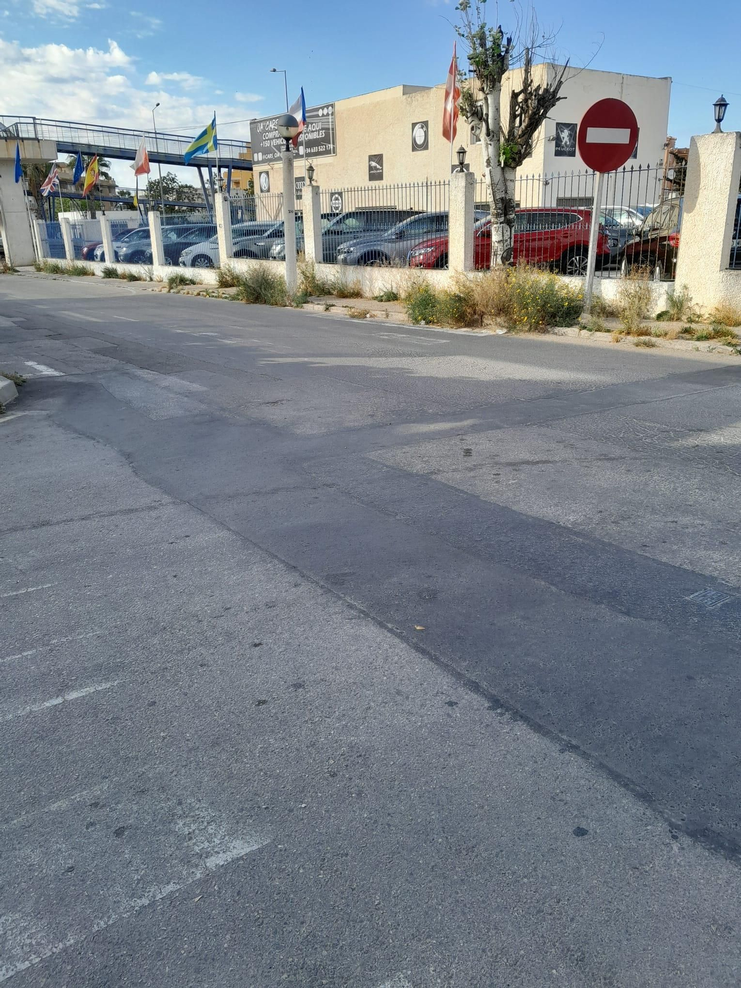 Una jungla sobre el asfalto de Orihuela Costa