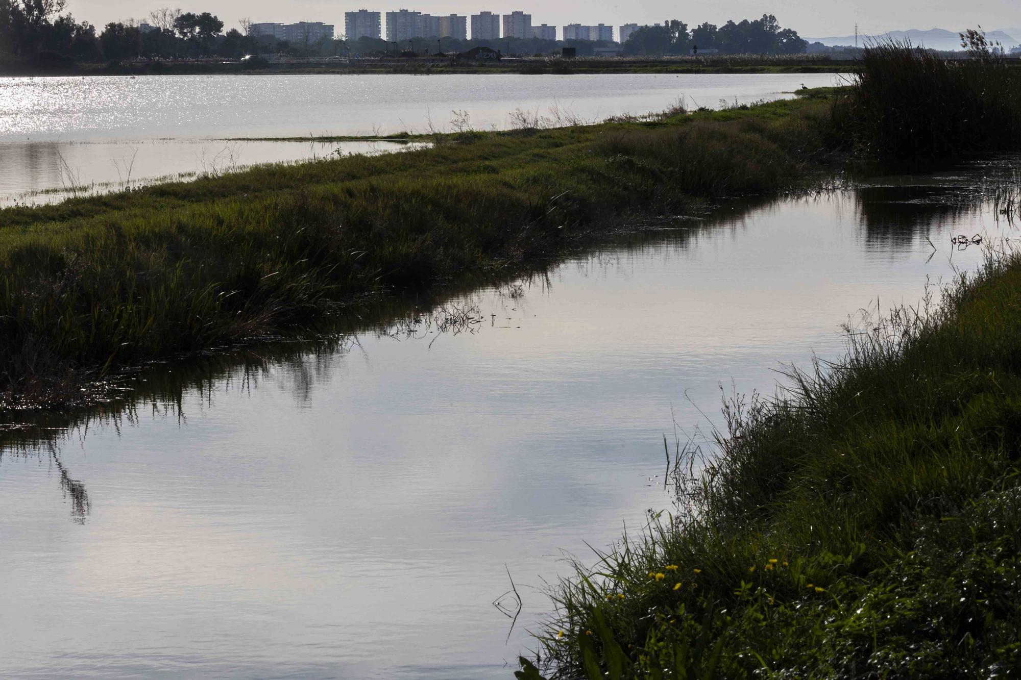 L'Albufera y su biodiversidad disfrutan de una caudal histórico