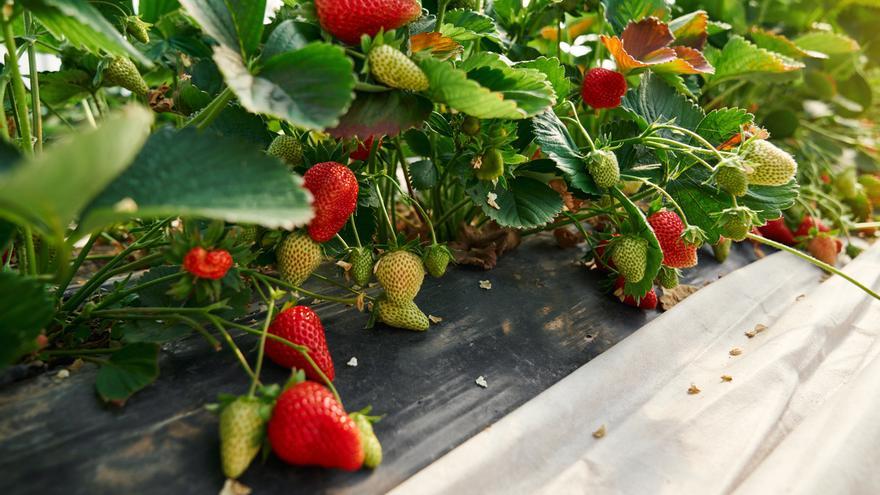 Las fresas están disponibles hasta principios de verano