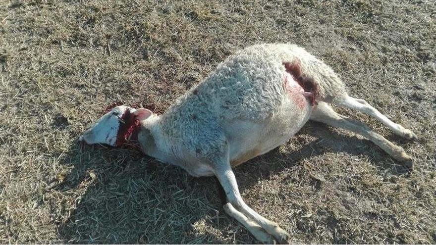 El lobo causa la muerte de tres ovejas en la finca de un ganadero