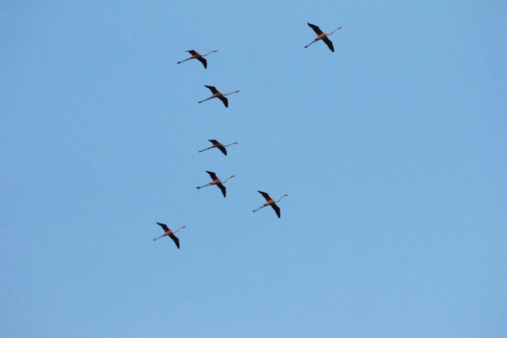 Unos seiscientos pollos de flamenco han sido anillados este sábado por voluntarios procedentes de toda España en la Reserva Natural Laguna de Fuente de Piedra,, actividad con la que la Junta realiza el seguimiento individual de estas aves y estudia diferentes aspectos de la biología de esta especie.